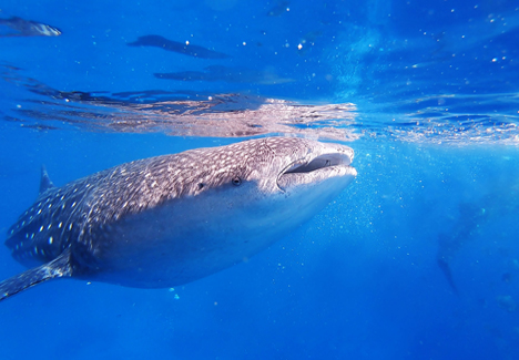 Whale Shark Tour Cancun